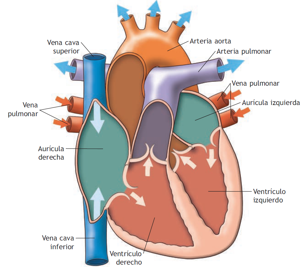 Anatomía del aparato cardiovascular y respiratorio 2024