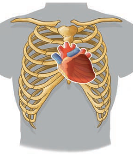 Anatom A Del Aparato Cardiovascular Y Respiratorio