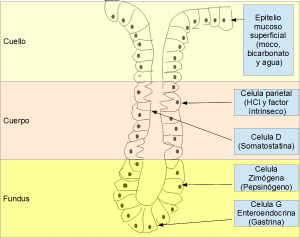 Células del estómago