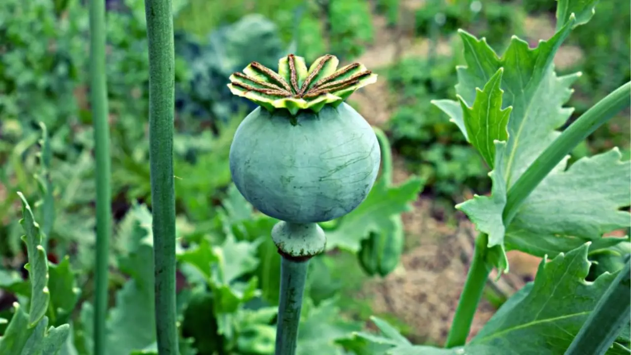 Bellota de la amapola - Heroína - El alquitrán negro