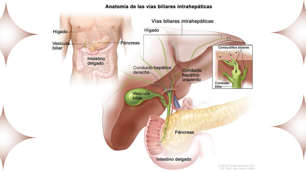 Anatomía de las vías biliares intrahepáticas - Cáncer de vías biliares (Colangiocarcinoma)