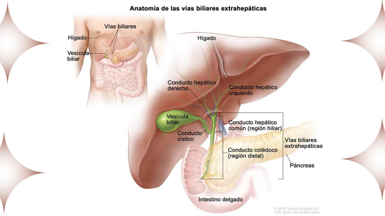 Cancer colangiocarcinoma