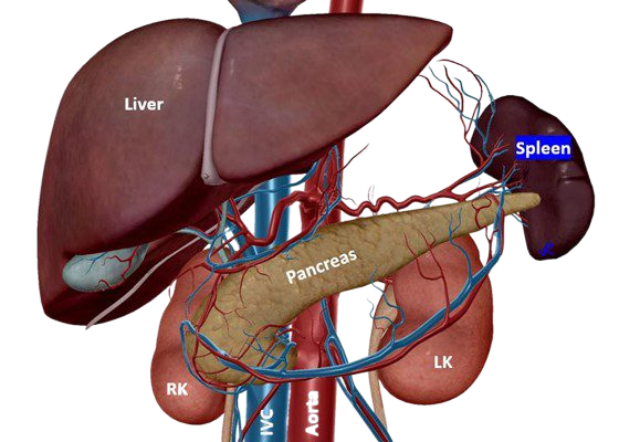 Cáncer de conducto biliar