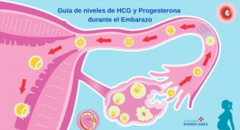 Guía de niveles de HCG y Progesterona durante el embarazo
