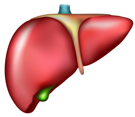 Factores de riesgo - Cáncer de hígado y de conducto biliar
