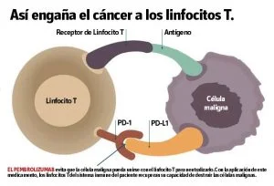 En que consiste el tratamiento de inmunoterapia para el cancer