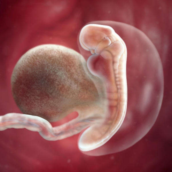 Desarrollo Fetal Temprano. Semana 5  ( Edad fetal: Semana 3 )