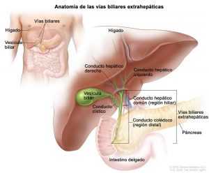 Figura 2. Anatomía de las vías biliares extrahepáticas.
