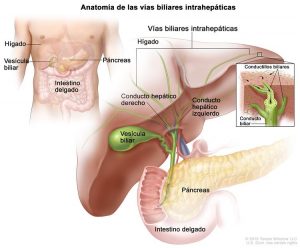 Figura 1. Anatomía de las vías biliares intrahepáticas.