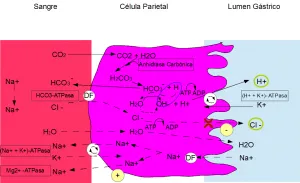 Sintesis de HCl en el estomago 300x183 1