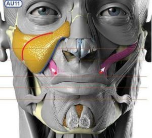 Anatomia de los Músculos Faciales