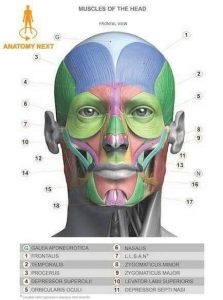1111Anatomía Músculos faciales