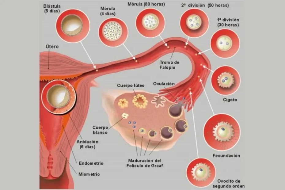 Hormona hCG