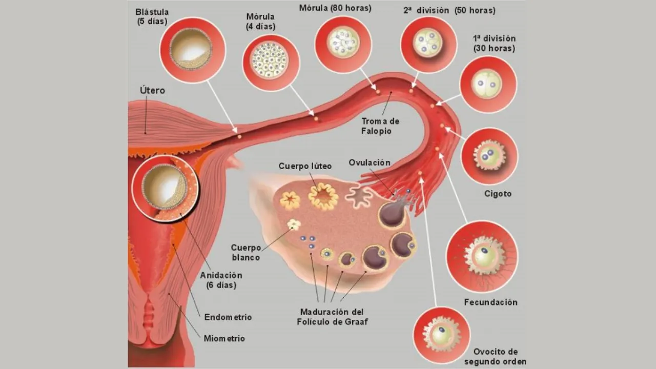 Hormona hCG