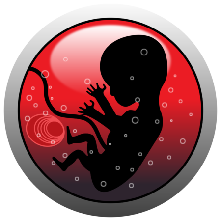 Desarrollo Fetal Temprano - Semanas 3-4