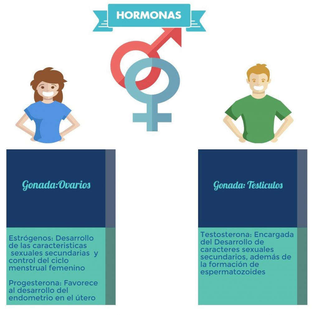 hormonas femeninas y masculinas