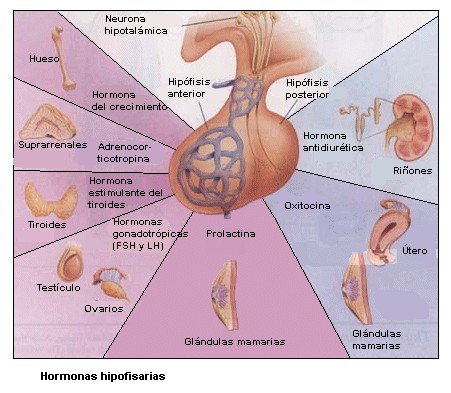 hormonas hipofisis