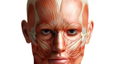 Anatomía de los Músculos Faciales