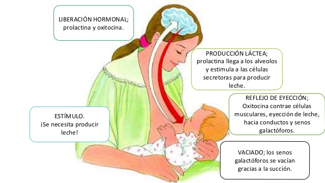 prolactina glandula mamaria y lactancia