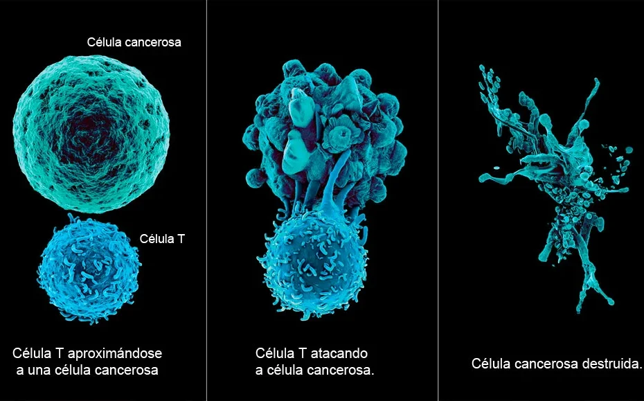 Inmunoterapia para cancer