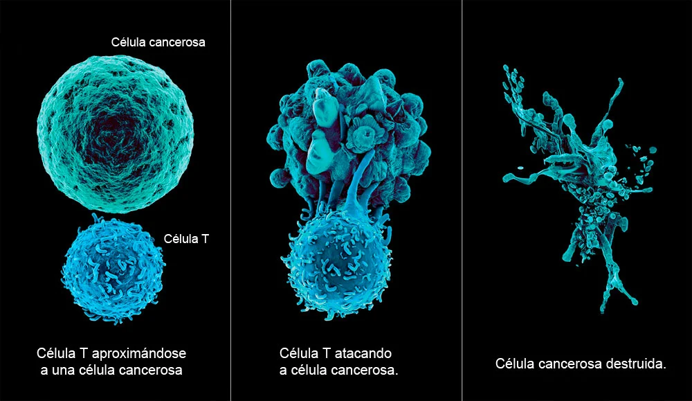 Inmunoterapia para cancer