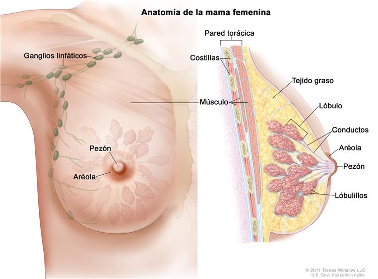 anatomia de la mama