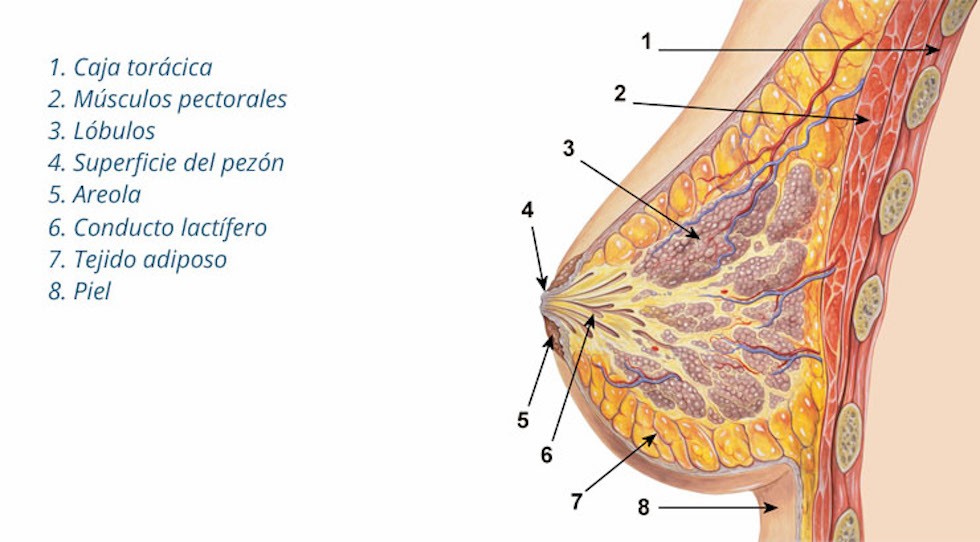 anatomia mama