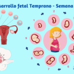 Desarrollo fetal Temprano - Semana 1 - 2