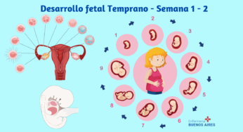 Desarrollo fetal Temprano – Semana 1 – 2 (Concepción)