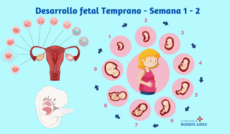 Desarrollo fetal Temprano - Semana 1 - 2