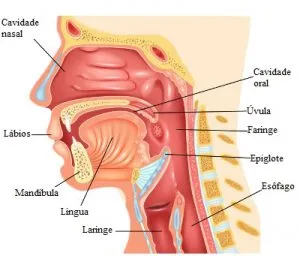 Esquema de la cavidad bucal