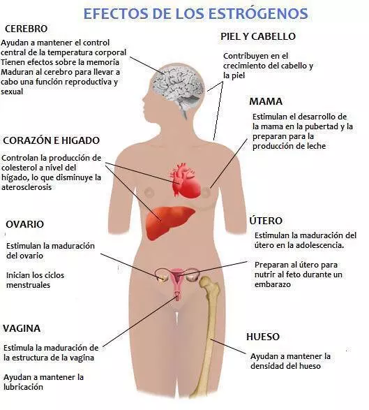 El estrógeno influye en el desarrollo de los caracteres sexuales.