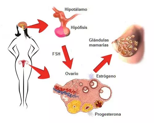 Hormonas sexuales femenina