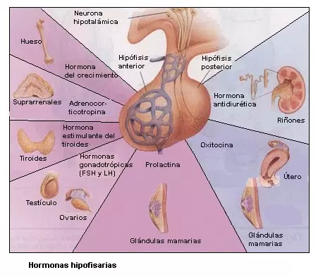 Hormonas sexuales femenina