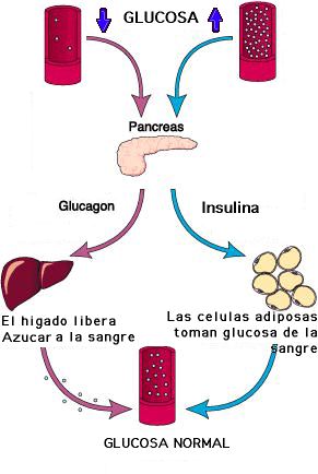 glucosa