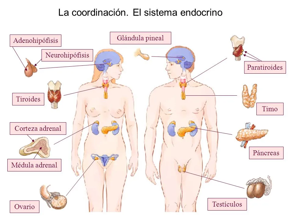 Laboratorio de endocrinología