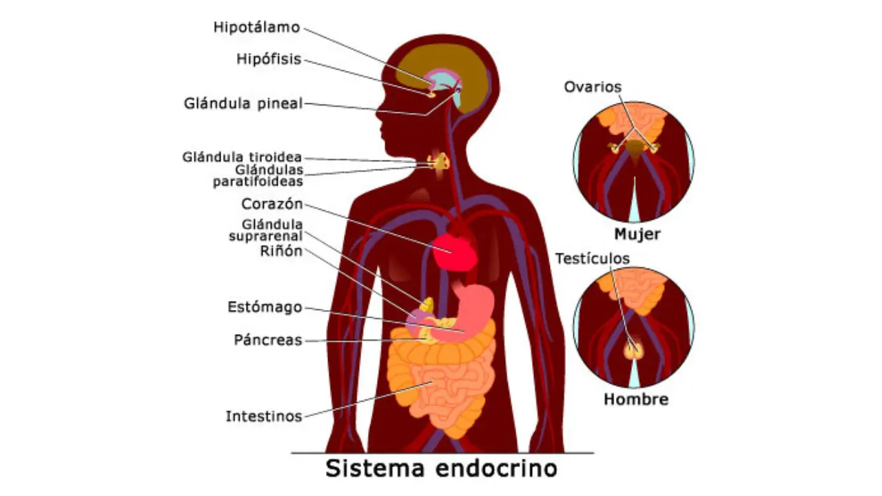 ¿Por qué la obesidad puede empeorar la infección por COVID-19?