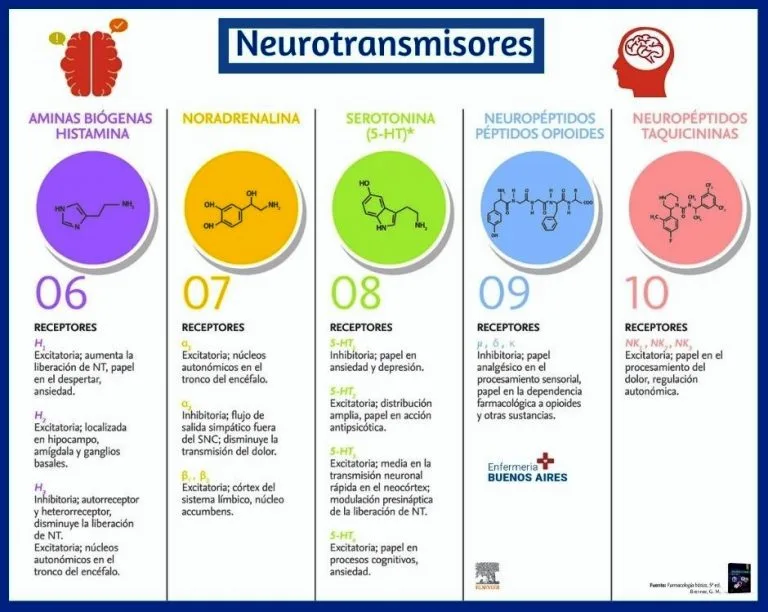 Imagen 2- Resumen clarísimo de los neurotransmisores