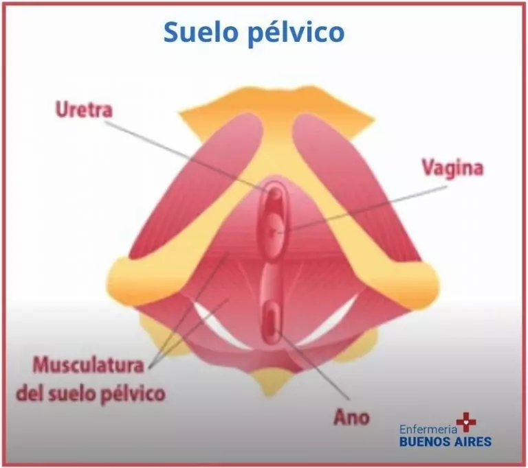 Suelo pélvico- ¿Qué es la bola pélvica?