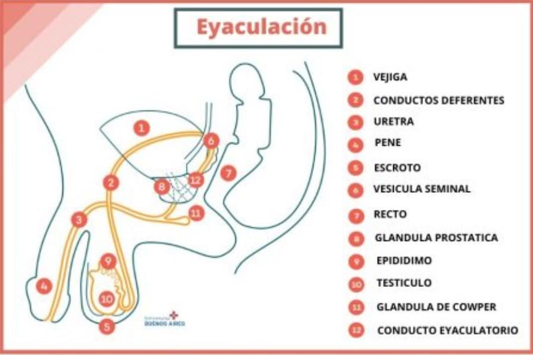 Artículos relacionados con disfunción eréctil y eyaculación precoz