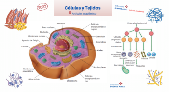Estructura de Células y tejidos