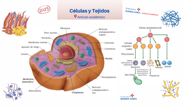 Células y tejidos