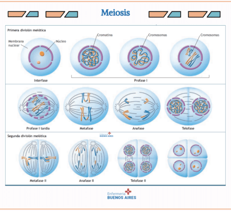 meiosis4