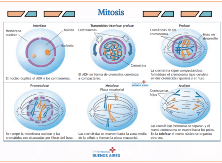 mitosis3