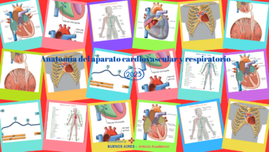 Anatomía del aparato cardiovascular y respiratorio