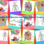 Anatomía del aparato cardiovascular y respiratorio