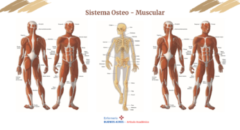 Sistema osteo-muscular – Sistema musculoesquelético