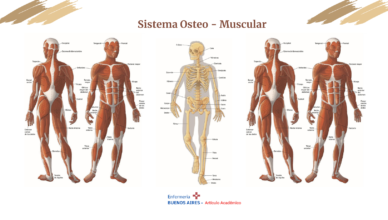 Sistema osteo-muscular