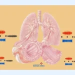 Sibilancias: Causas de las Sibilancias