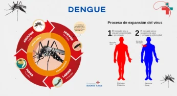 “Combatiendo al Mosquito Tigre: Todo lo que debes saber sobre el Dengue”